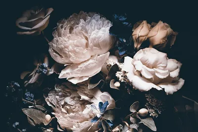 Фотообои Белые цветы на чёрном фоне купить на стену • Эко Обои