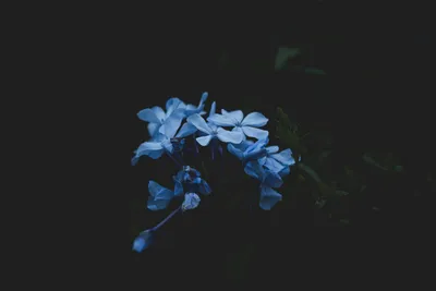 Цветы на темном фоне - красивые фото