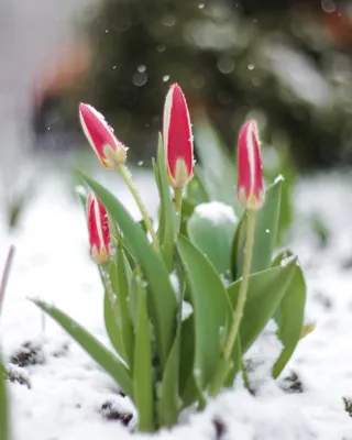 Первый снег. Розы в снегу. | Розовый сад творчество для души. | Дзен