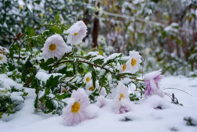 Тюльпаны в снегу | Пикабу