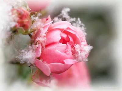 Красная роза на снегу (52 фото) - 52 фото