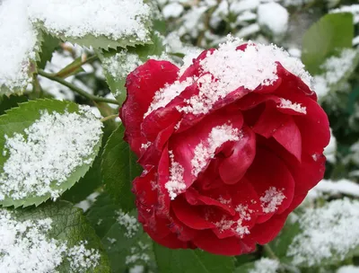 Цветы в снегу: в Ярославской области люди стали свидетелями майской зимы-  Яррег - новости Ярославской области