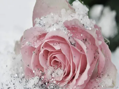 Цветы под снегом | Пикабу