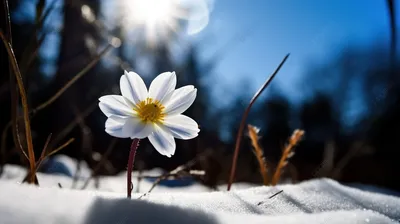 ❄️❄️❄️ Цветы на снегу... Видео со стихами о Душе ❄️❄️❄️