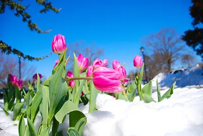 Цветы в снегу: в Витебске снегопад похоронил распускающиеся крокусы |  Народные новости Витебска
