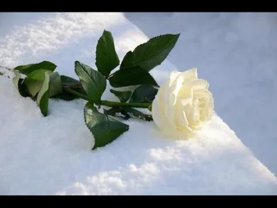 Картинки роза в снегу на телефон (69 фото) » Картинки и статусы про  окружающий мир вокруг