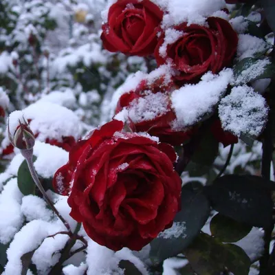 Цветы, #Снег, #аватары, #картинки, #фотки, #арт,  https://avatarko.ru/kartinka/9634 | Первоцветы, Весенние цветы, Цветок