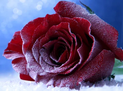 Фотография Тюльпаны Снег Цветы