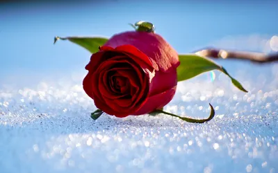 Фото Красные мелкие цветы в снегу