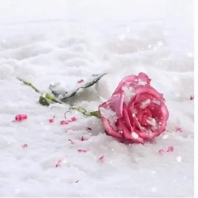 Пазл роза на снегу - разгадать онлайн из раздела \"Цветы\" бесплатно