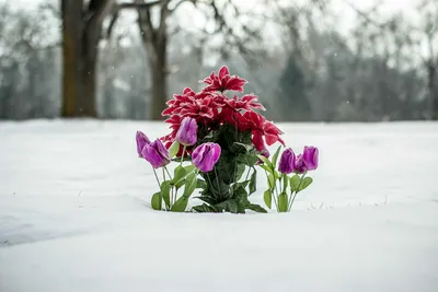 Цветы в снегу, артикул: 333020075, с доставкой в город Волгоград