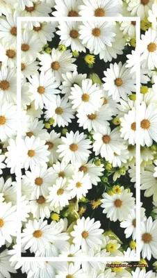 Красивый цветочный мобильный телефон обои Фон Обои Изображение для  бесплатной загрузки - Pngtree