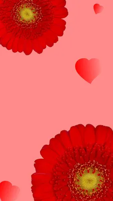 Wallpaper flowers red цветы природа обои на телефон | Цветочные фоны,  Цветочные картины, Красочные цветы