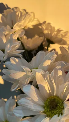 Обои на телефон эстетика цветов белые цветы ромашки букет цветов солнечные  лучи золотой час | Ромашки, Стенды растений, Природа