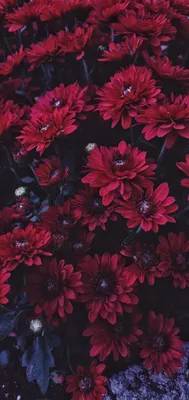 Как фотографировать цветы на телефон, чтобы получалось не хуже, чем у  профессиональных фотографов | Цветочный бизнес и флористика | Дзен