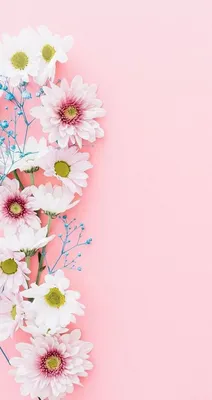 Скачать красивые цветы на обои телефона. | Цветы заставки на телефон. |  Постила
