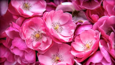 Обои на телефон георгины, цветы, розовый, цветение - скачать бесплатно в  высоком качестве из категории \"Цветы\"
