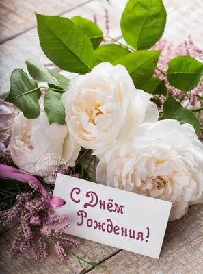 17 нежно-розовых пионов Сара Бернар в упаковке | купить недорого букет  пионов | доставка по Москве и области