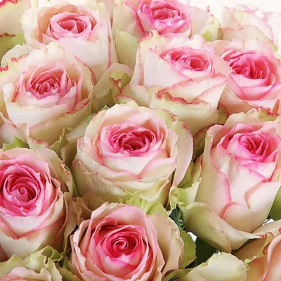 51 розовая роза в дизайнерской упаковке - Доставкой цветов в Москве! 22791  товаров! Цены от 487 руб. Цветы Тут