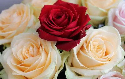 Розовые розы в корзине за 10 790 руб. | Бесплатная доставка цветов по Москве
