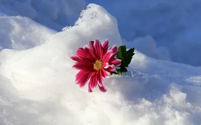 Зимние букеты цветов. Какие цветы подарить зимой? | блог интернет -  магазина АртФлора