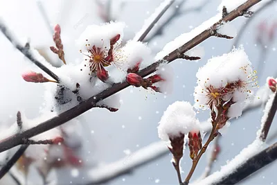 Зима - время дарить цветы! Советы по выбору и сохранению зимнего букета |  Компании | АиФ Барнаул
