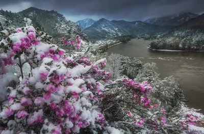 Сажайте цветы зимой и дневные цветы сливы в открытом парке фотографии  картинки с фотографиями Фон И картинка для бесплатной загрузки - Pngtree