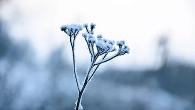 Картинки цветы зимой (67 фото) » Картинки и статусы про окружающий мир  вокруг