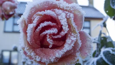 сухие цветы, покрытые снегом и морозом в солнечный день зимой Стоковое Фото  - изображение насчитывающей изморозь, цветок: 226104664