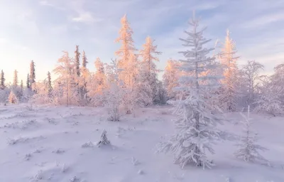 Тундра зимой (77 фото) - 77 фото