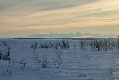Photographer_nadym - Winter 2020 #winter #snow #tundra #arctic #landscape  #sly #clouds #farnorth #nature #larch #cold #travel #nikon #yamal #yanao  #nadymregion #photographer_nadym #лиственница #зима #тундра #живемнасевере  #крайнийсевер #ясеверянин ...