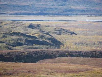 Границы тайги и тундры сдвинулись на север | Ямал-Медиа