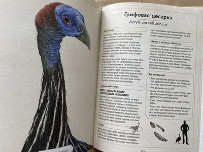 Книга Сказки об удивительных животных Австралии купить по выгодной цене в  Минске, доставка почтой по Беларуси