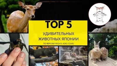 Книга Невероятные истории об удивительных животных (ID#1431696149), цена:  220 ₴, купить на Prom.ua
