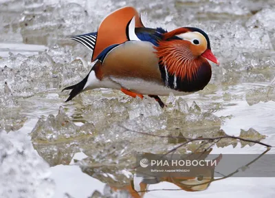 Утки-мандаринки в Москве | Пикабу