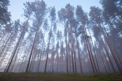 Фотообои Туманное утро в лесу на стену. Купить фотообои Туманное утро в лесу  в интернет-магазине WallArt