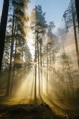 Пение птиц в лесу утром Birdsong in the forest Nature Sounds - Звуки  природы - YouTube