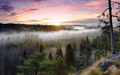 Осеннее утро в лесу, восход солнца…» — создано в Шедевруме