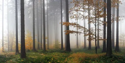Картинка Утро в лесу » Лес картинки скачать бесплатно (224 фото) - Картинки  24 » Картинки 24 - скачать картинки бесплатно