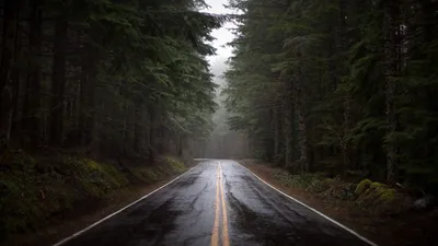 Скачать обои дорога, лес, дождь, раздел природа в разрешении 1920x1080