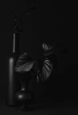 натюрморт в черных тонах: 10 тыс изображений найдено в Яндекс.Картинках |  Black photography, Shades of black, Black and white aesthetic