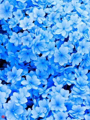 Картинки в голубом цвете - 68 фото