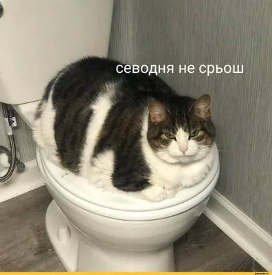 Самые прикольные анекдоты! Уборщица моет мужской туалет В Кремле | Смешно,  Женский юмор, Очень смешно