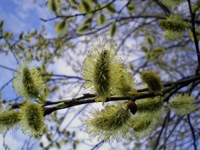 Пушистая цветущая верба ранней весной. Цветение в природе. Stock-Foto |  Adobe Stock