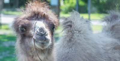 Верблюжонка в Ростовском зоопарке назвали Веней | ROSTOF.RU