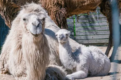 Пополнение в зоопарке: верблюжонок родился! (ФОТОГАЛЕРЕЯ) | Stolitsa.ee -  новостной портал города Таллинн