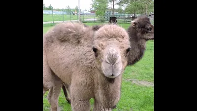 Без мам и пап: в Ярославском зоопарке появились два верблюжонка, которых не  приняли родители- Яррег - новости Ярославской области