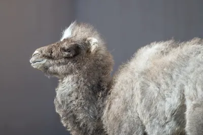 В Ростовском зоопарке выкармливают верблюжонка, от которого отказалась мать
