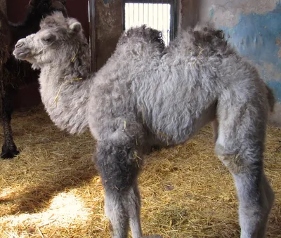 В Николаевском зоопарке показали первую прогулку верблюжонка