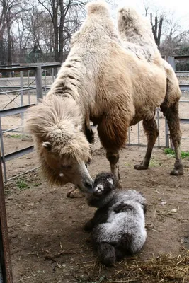 В Ивановском зоопарке родился верблюжонок